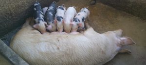 clap-productivo-la-guaira-1-300x135